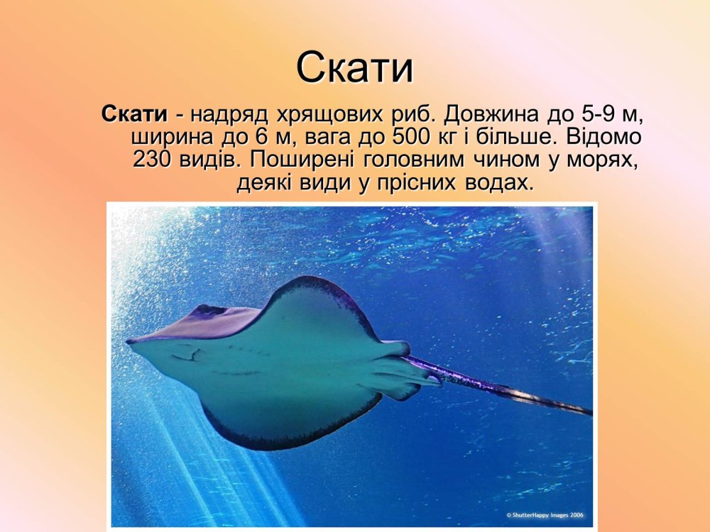 Скат информация для детей