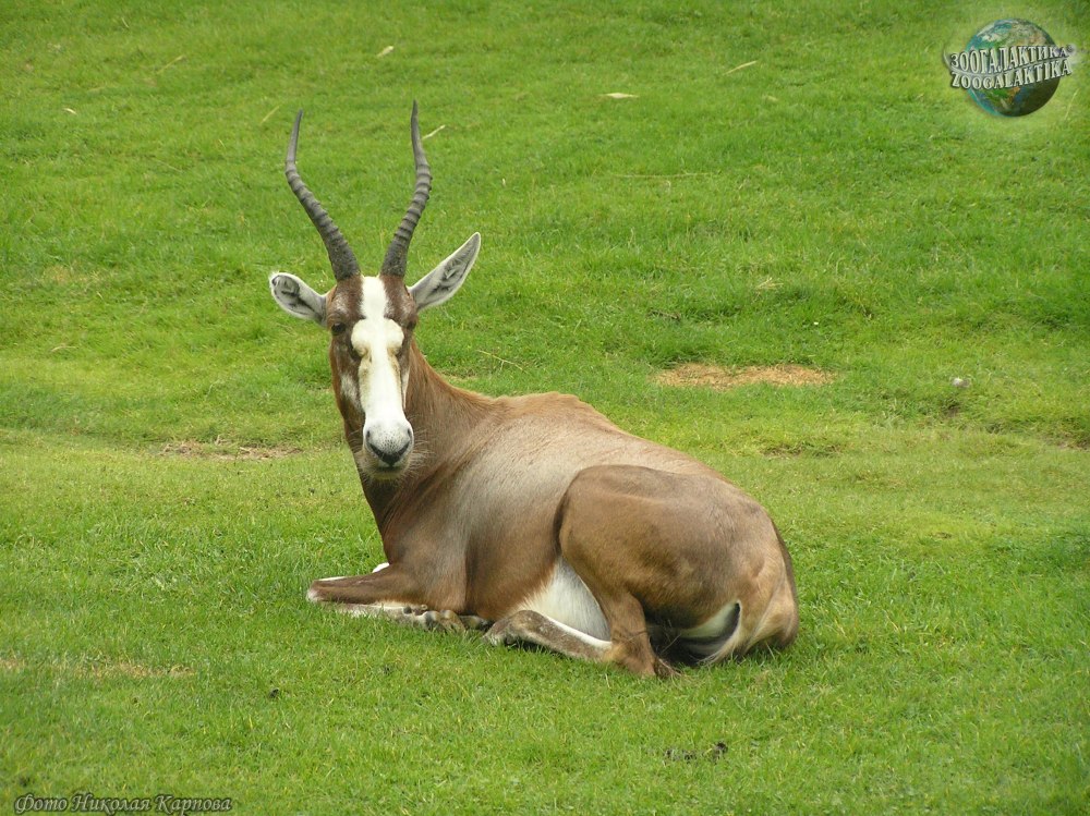 Damaliscus pygargus phillipsi