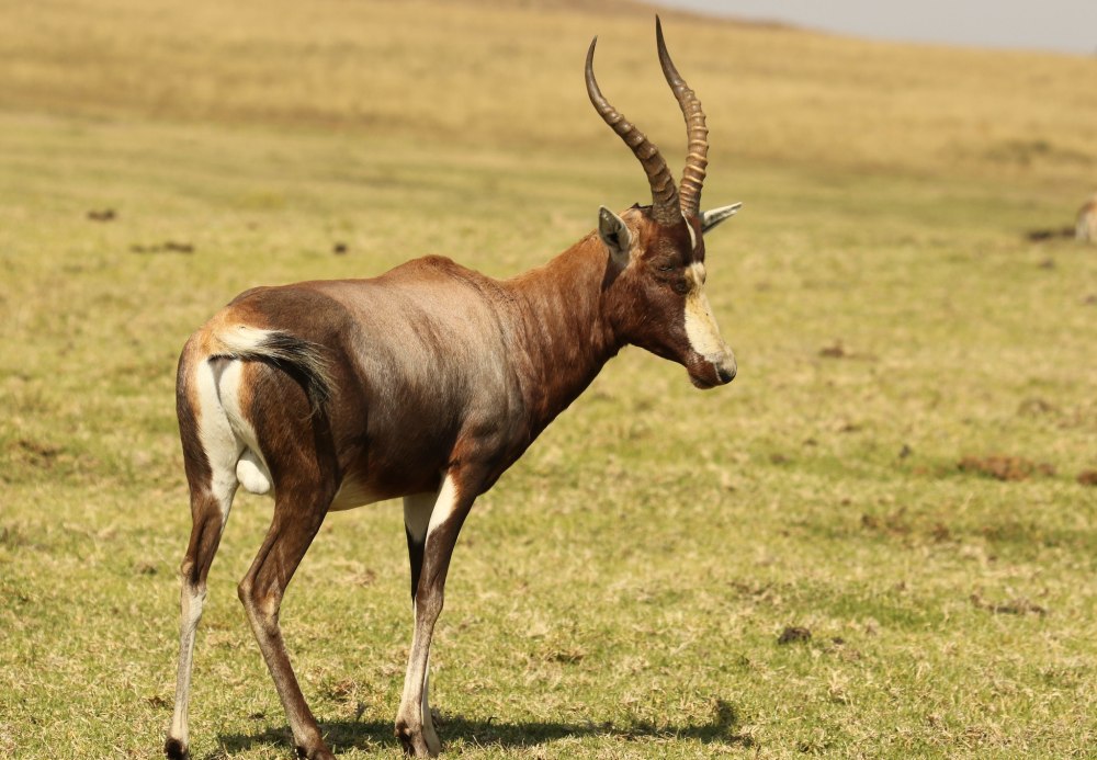 Damaliscus pygargus