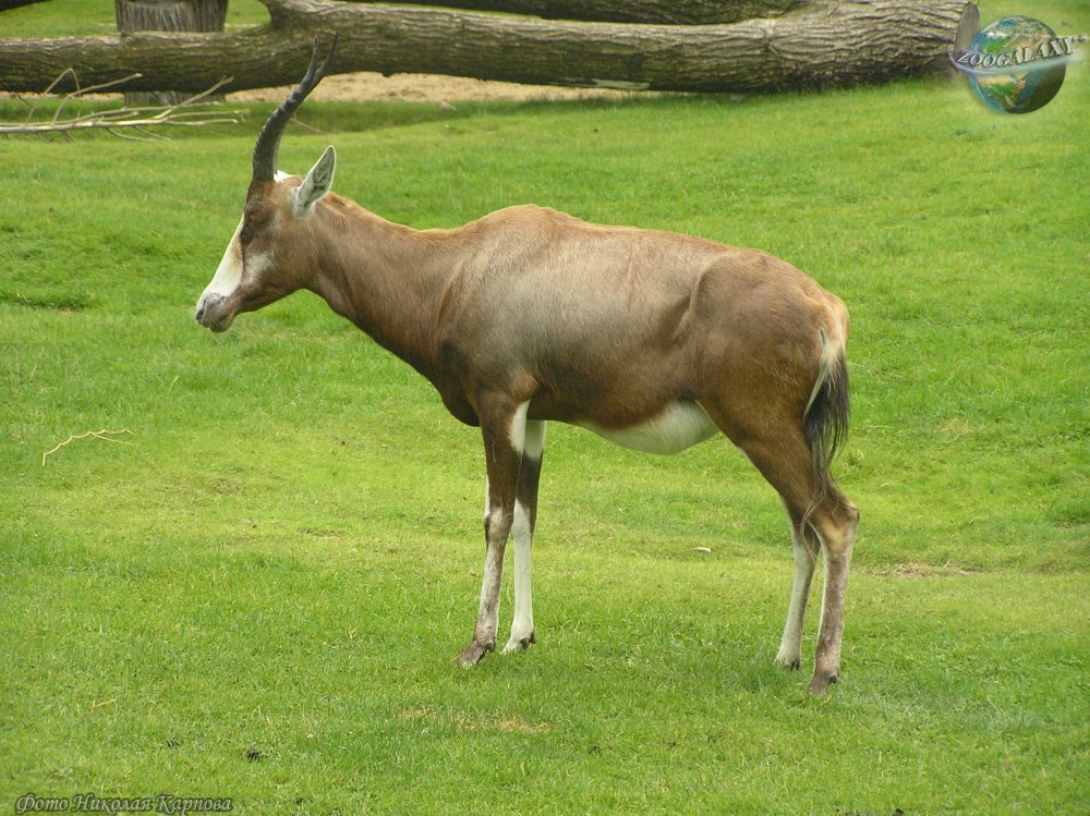 Damaliscus pygargus