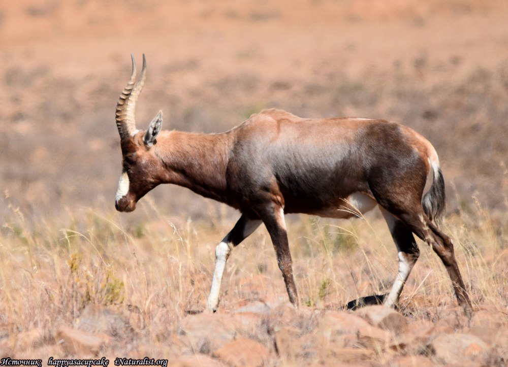 Damaliscus pygargus
