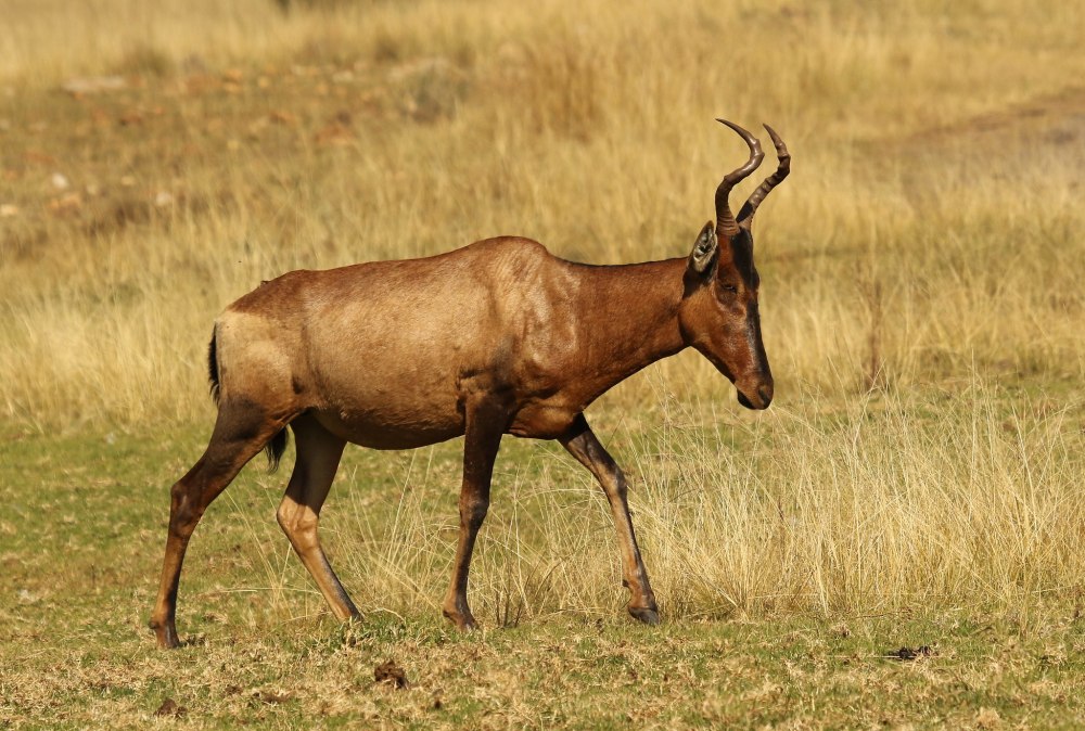 Alcelaphus buselaphus