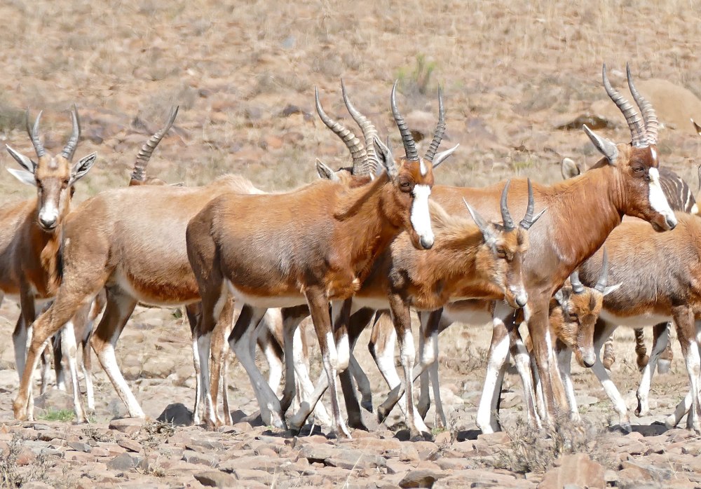 Damaliscus pygargus Philips