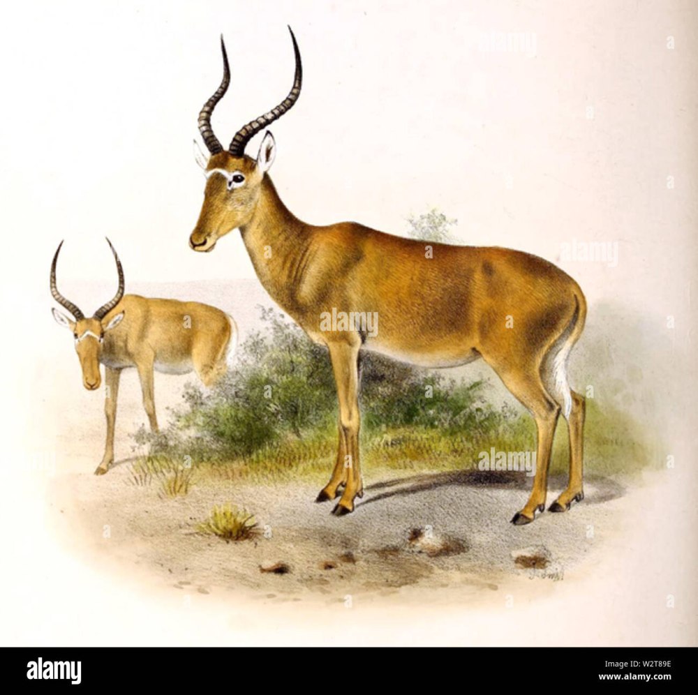 Beatragus Hunteri
