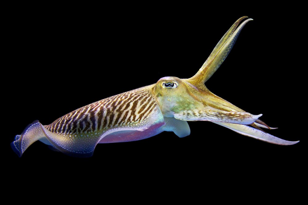 Каракатица Sepia officinalis