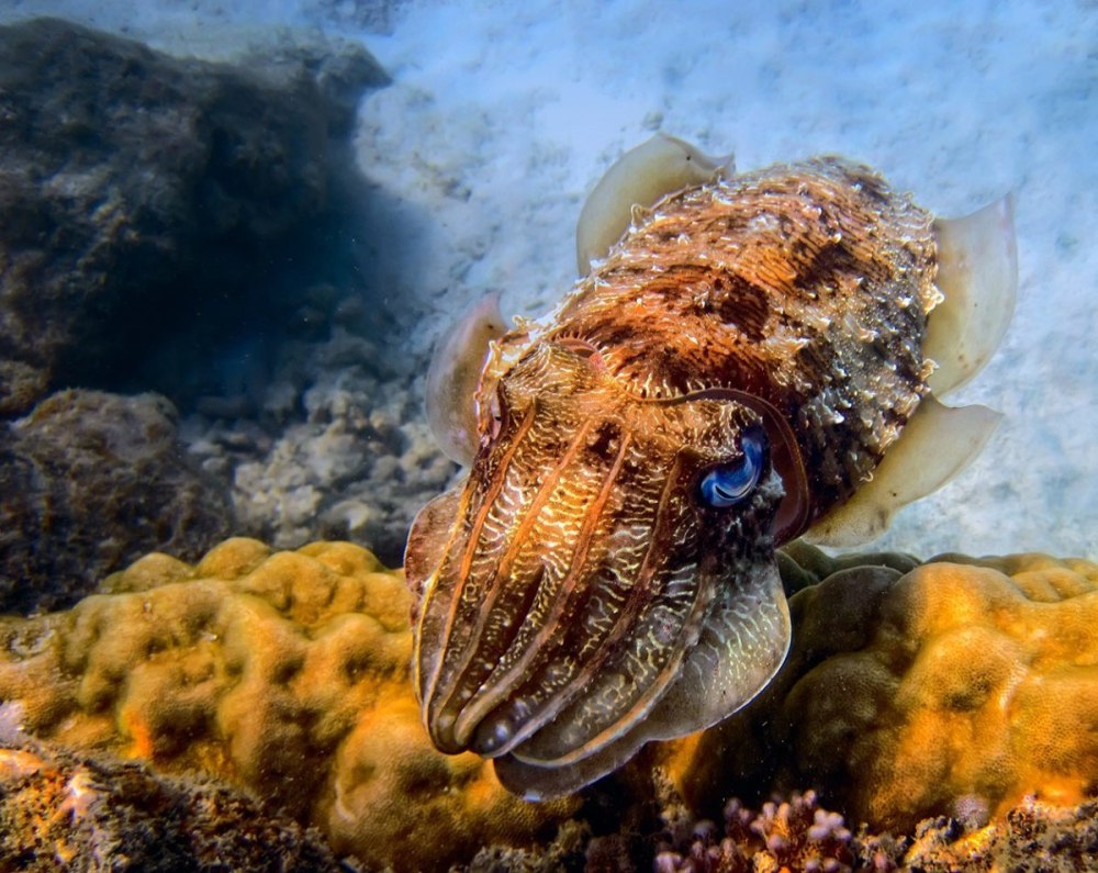 Морские головоногие моллюски