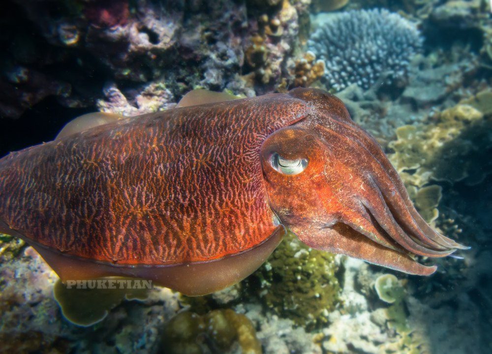 Каракатицы Средиземного моря