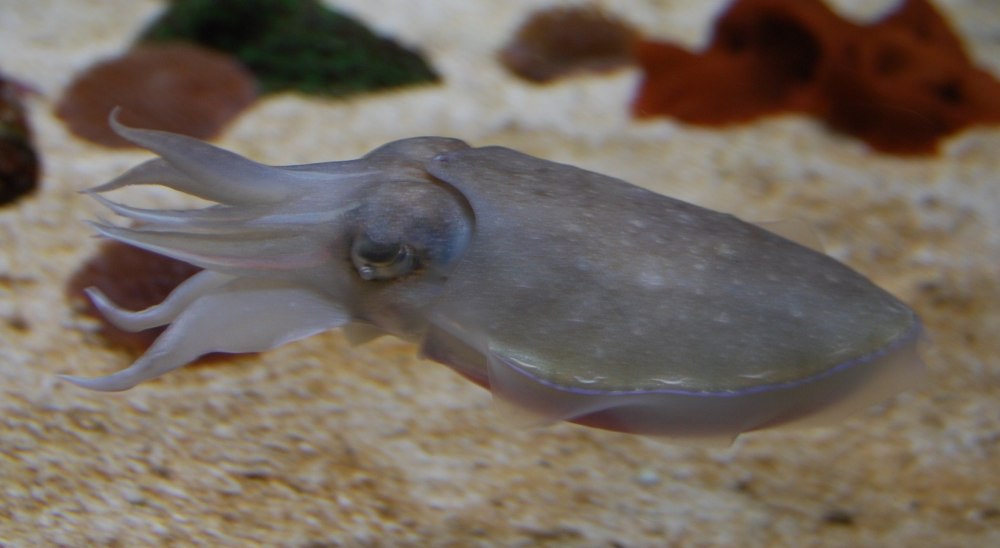 Каракатица морской монах