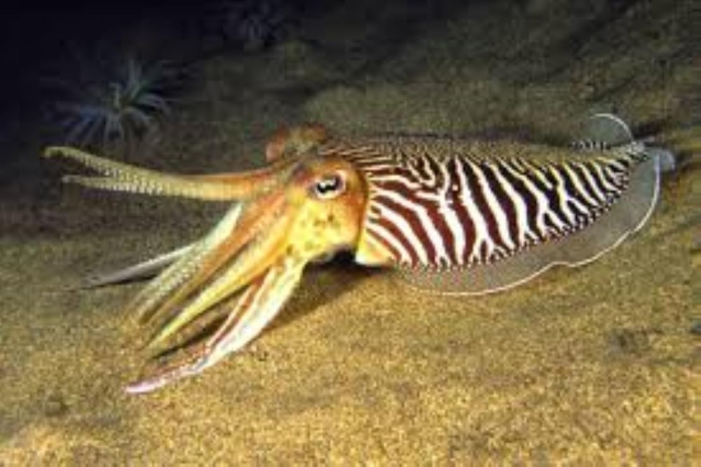 Каракатица Sepia officinalis