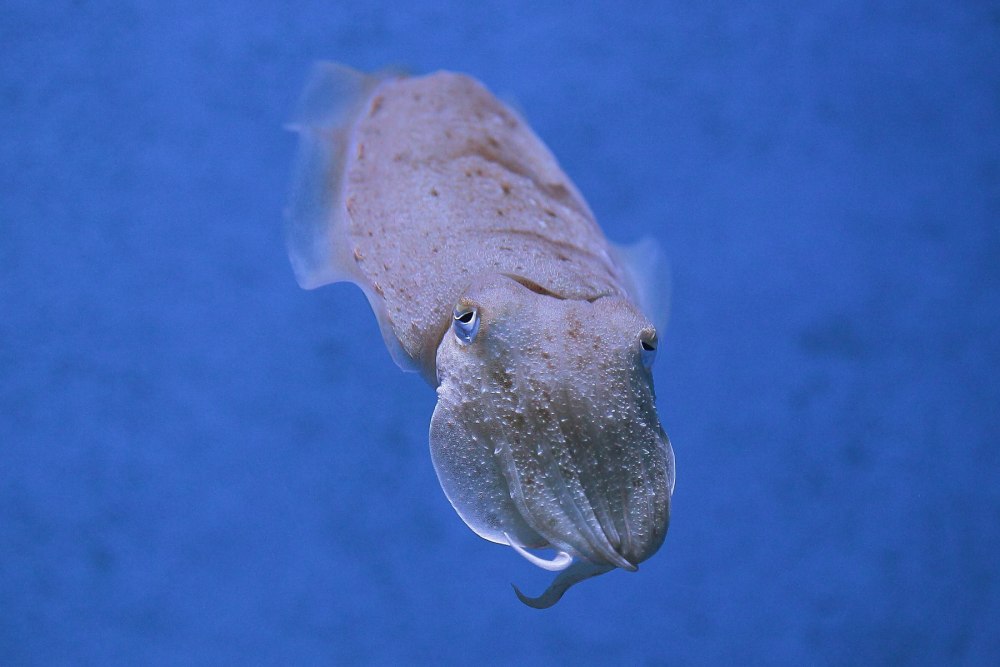 Sepia pharaonis
