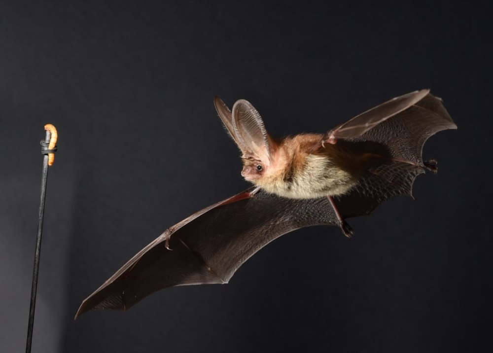 Ушан бурый – Plecotus auritus