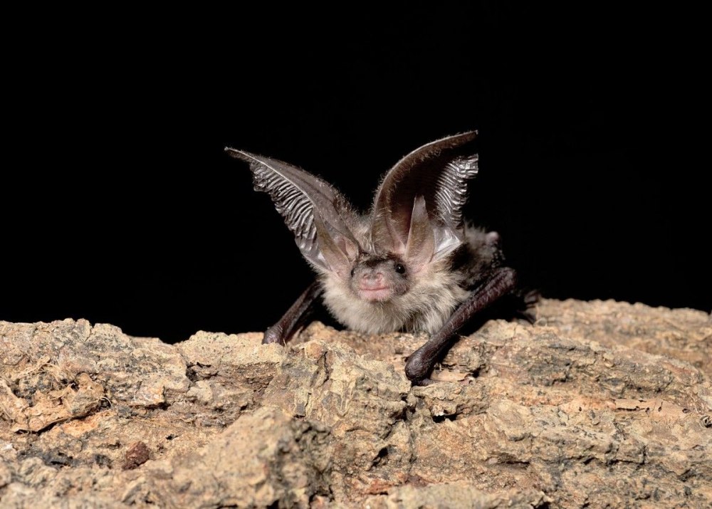 Ушан (Plecotus SP.)