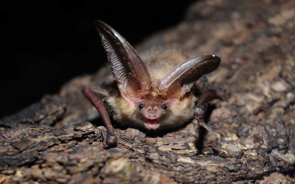 Ушан бурый – Plecotus auritus