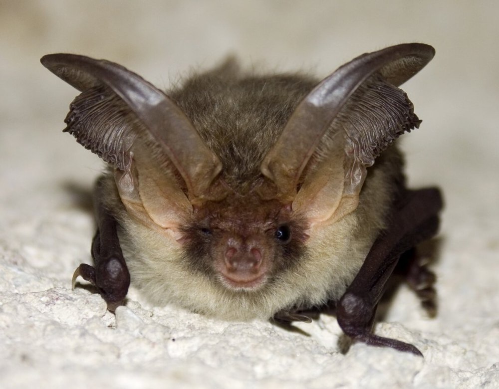 Craseonycteris thonglongyai (летучая мышь)