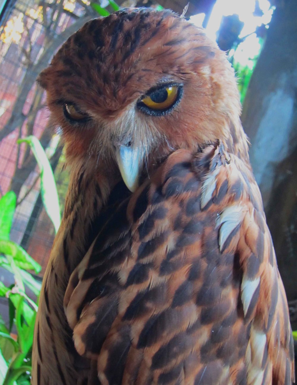 Филин Фрейзера