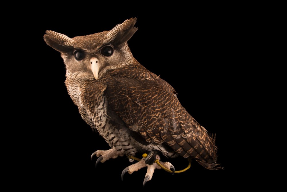 Joel Sartore Сова