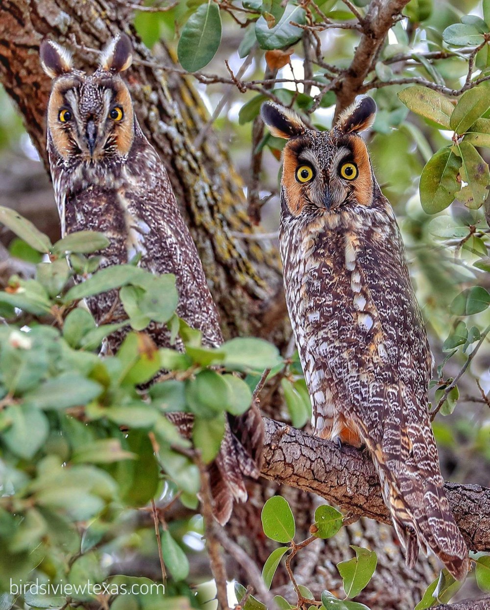 Американская ушастая Сова