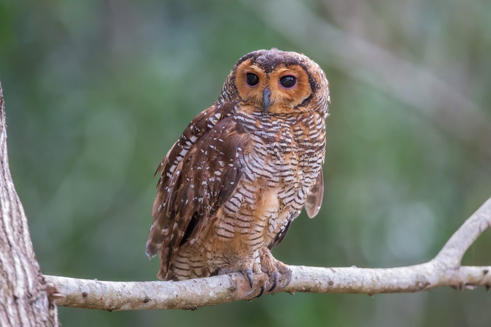 Суматранский Филин