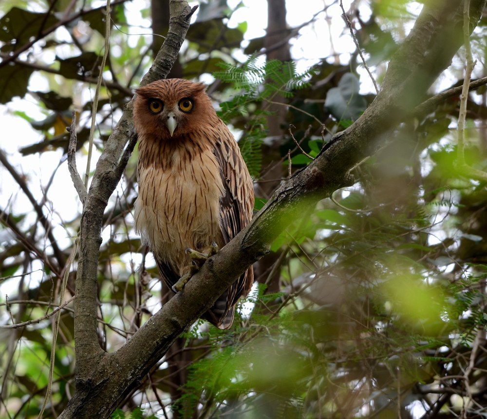 Филиппинский Филин фото