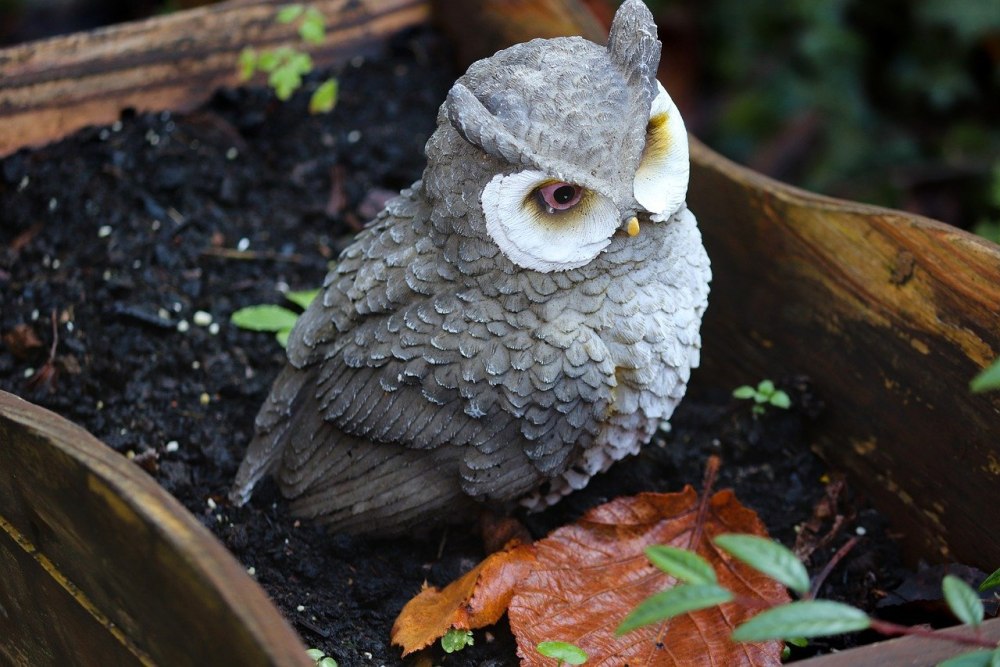 Голубая Филиппинская Сова