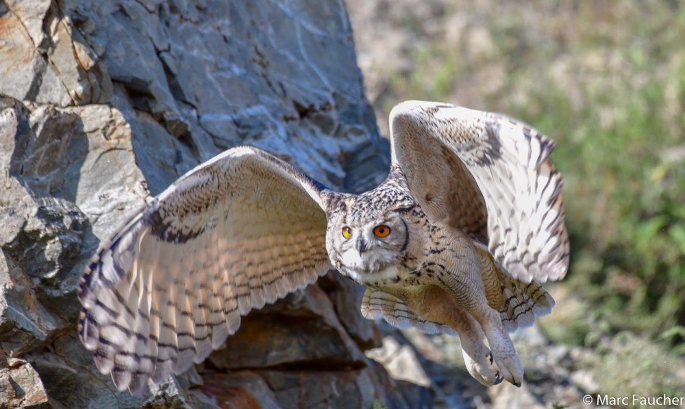 Непальский Филин