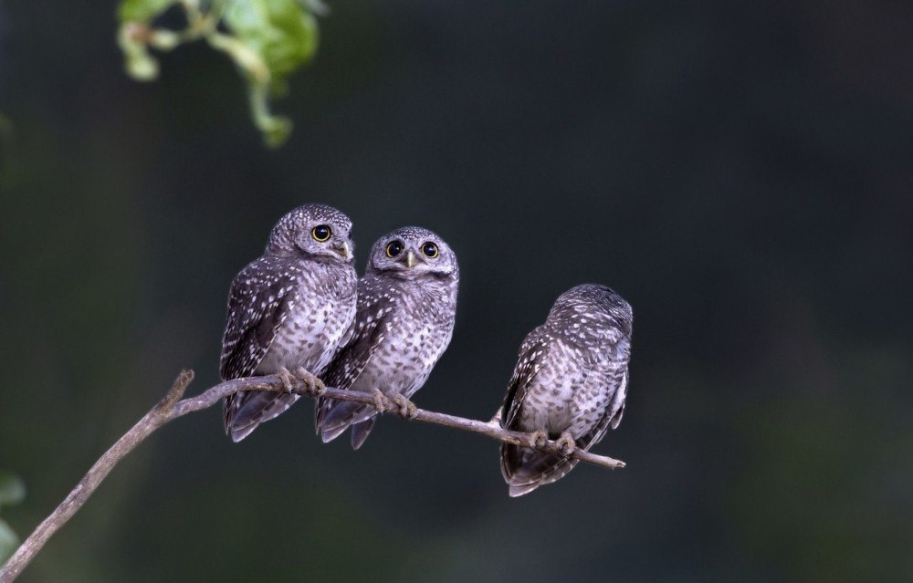 Суматранский Филин