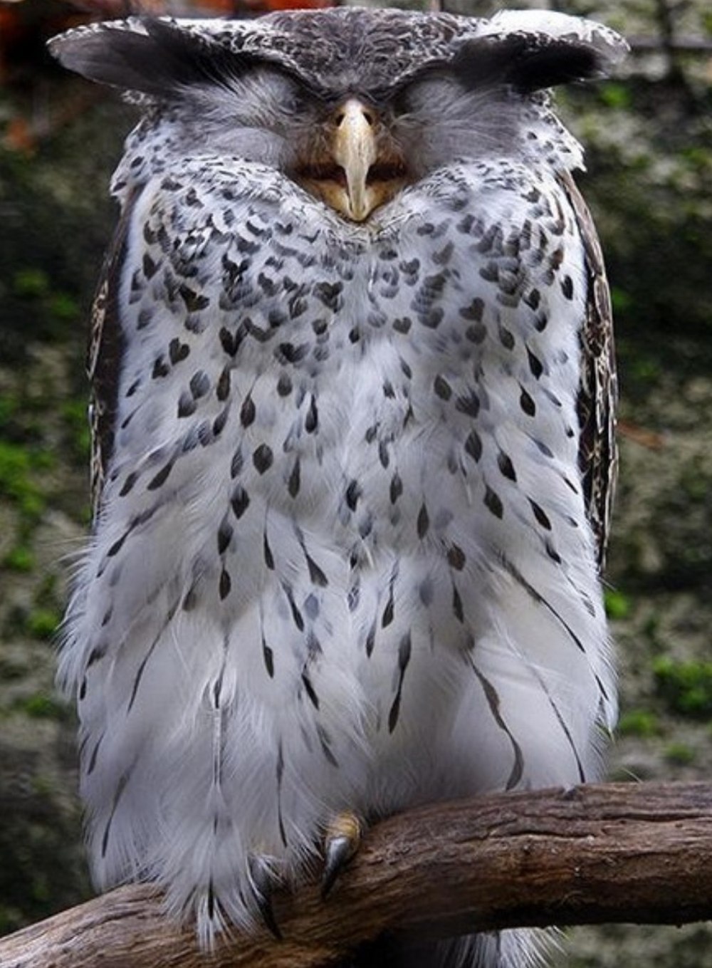 Магелланов Филин