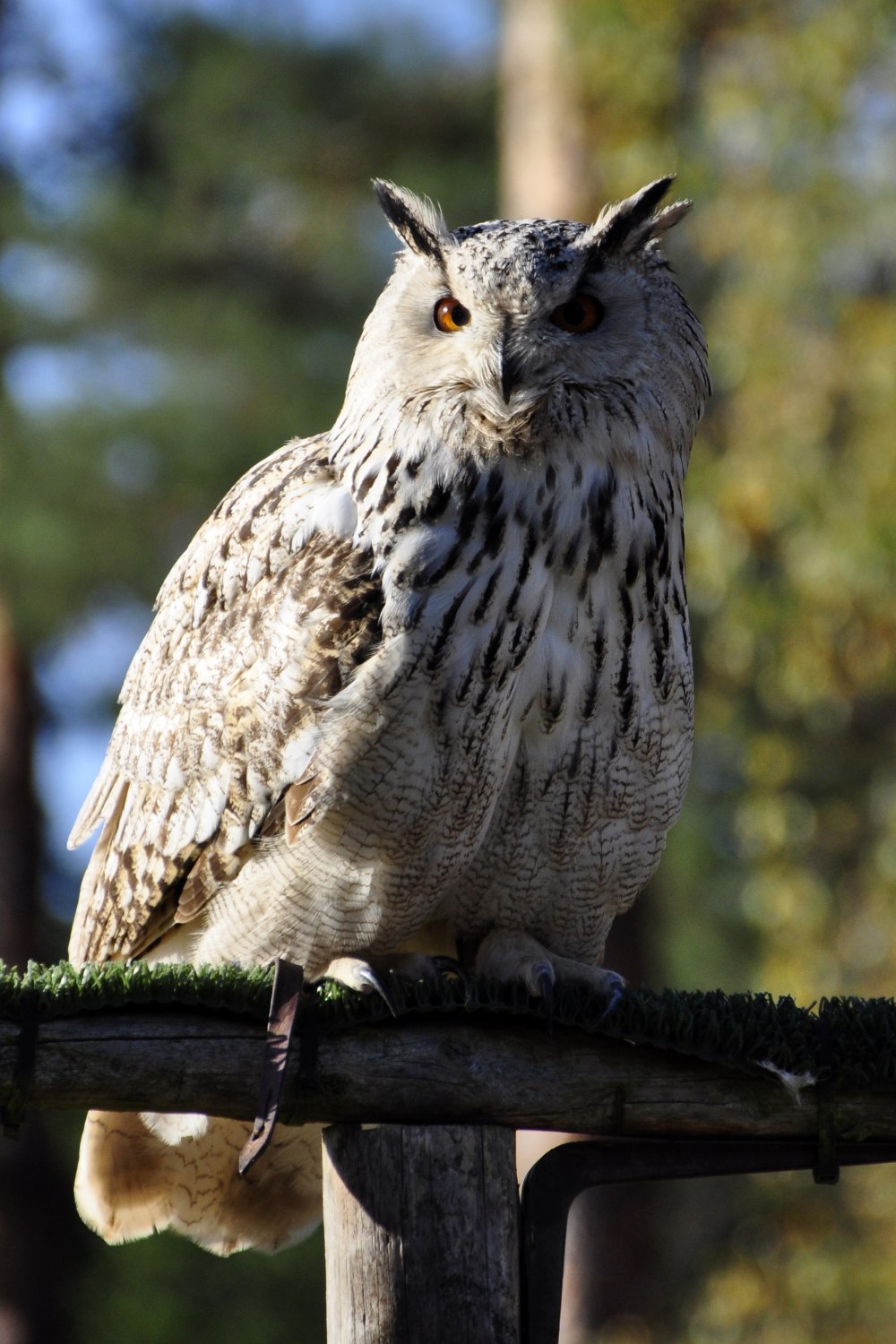 Американский Филин