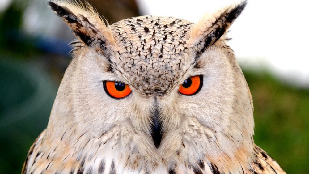 Взгляд Совы