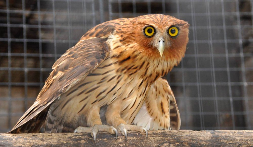 Bubo philippensis