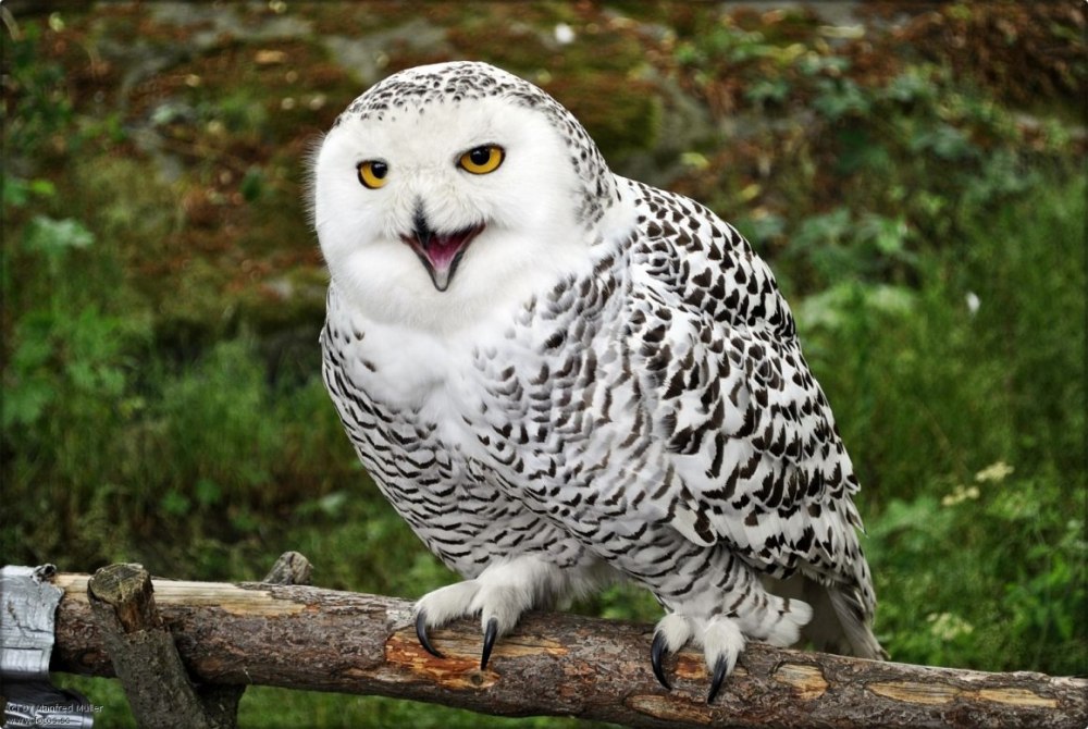 Малайский Филин