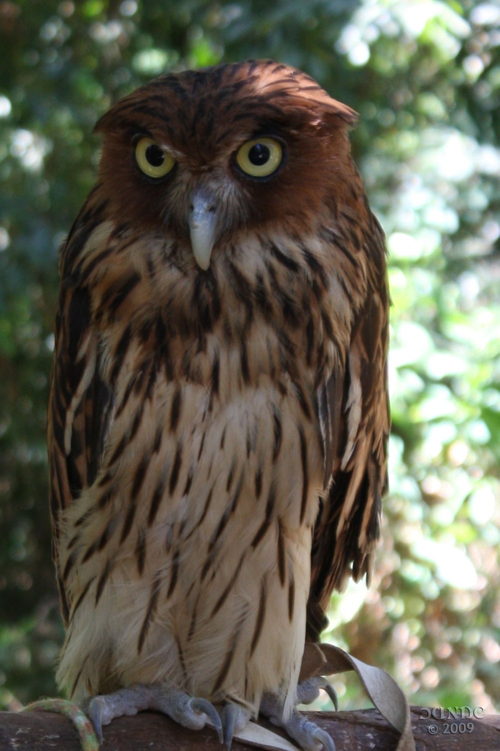 Bubo philippensis
