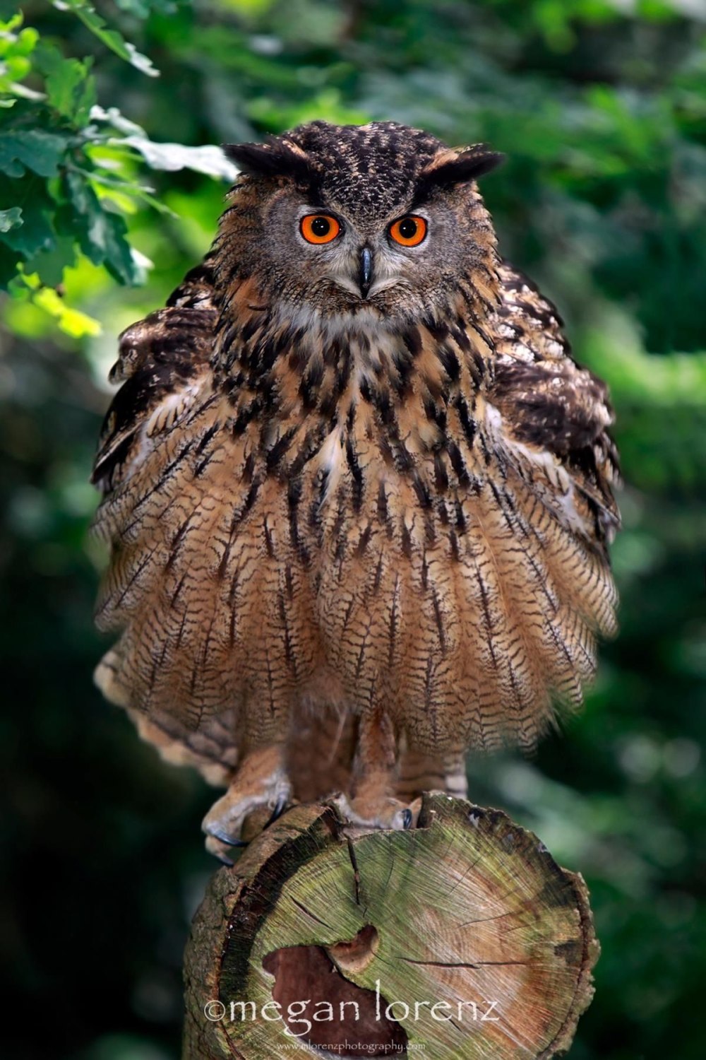 Суматранский Филин