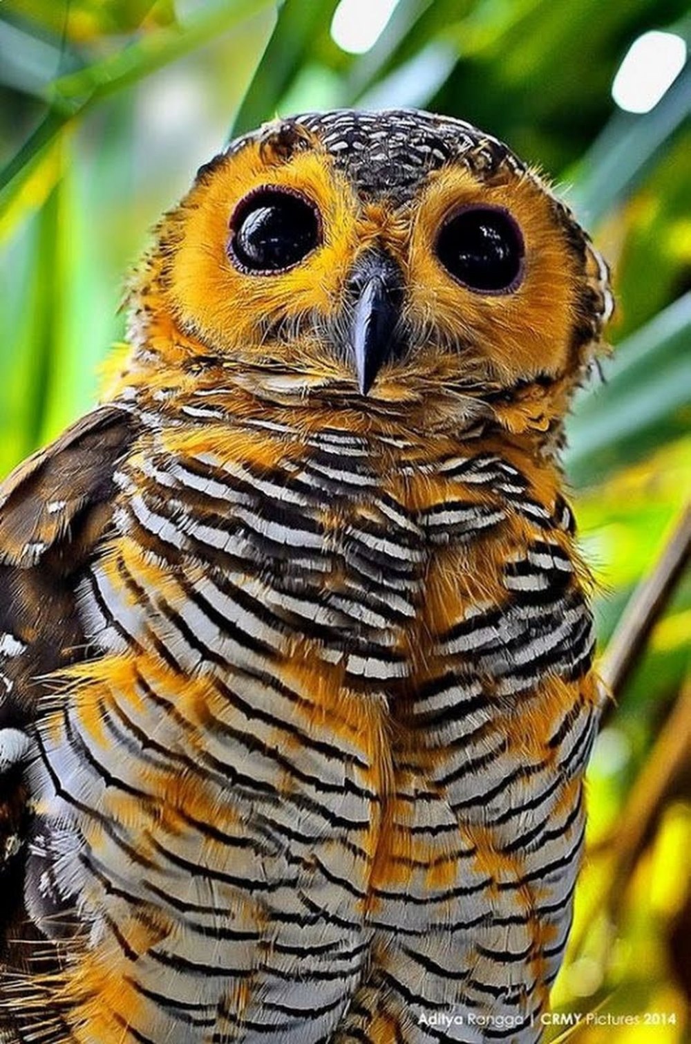 Центральноамериканская ушастая Сова