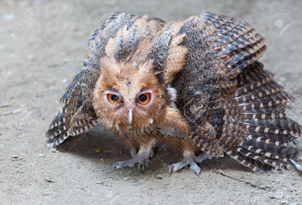 Eagle Owl Owlets