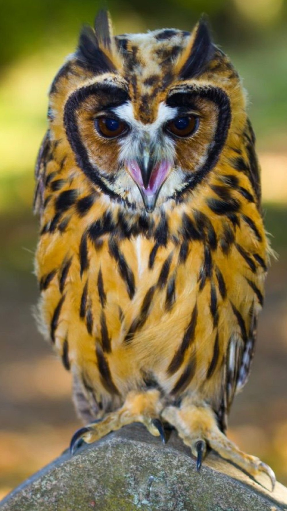 Мадагаскарская ушастая Сова