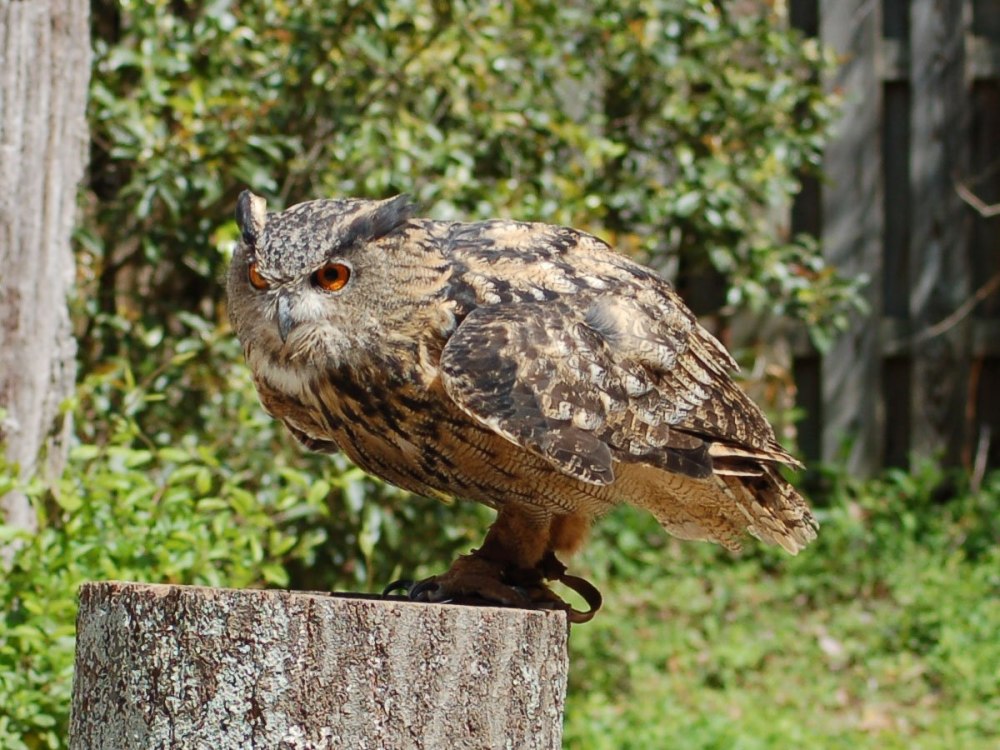 Малайский Филин