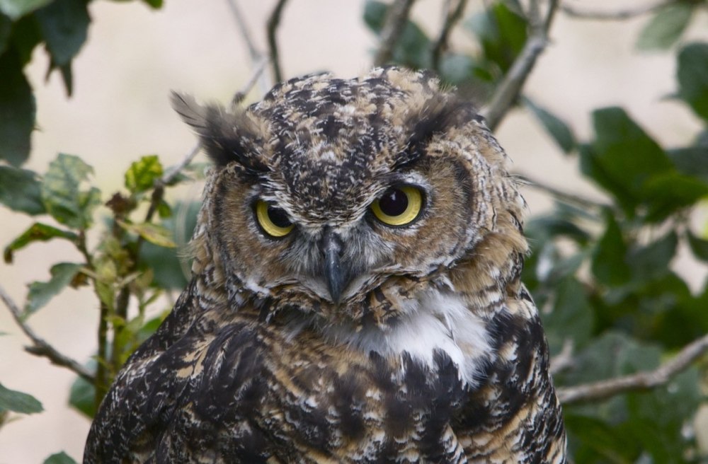 Филиппинская голубая Сова Вики
