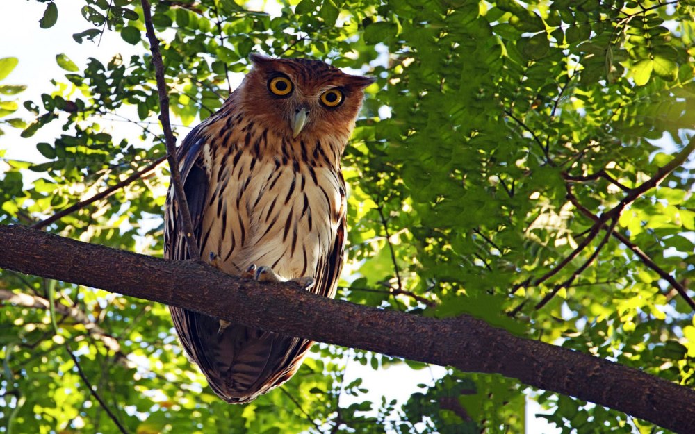 Голубая Филиппинская Сова
