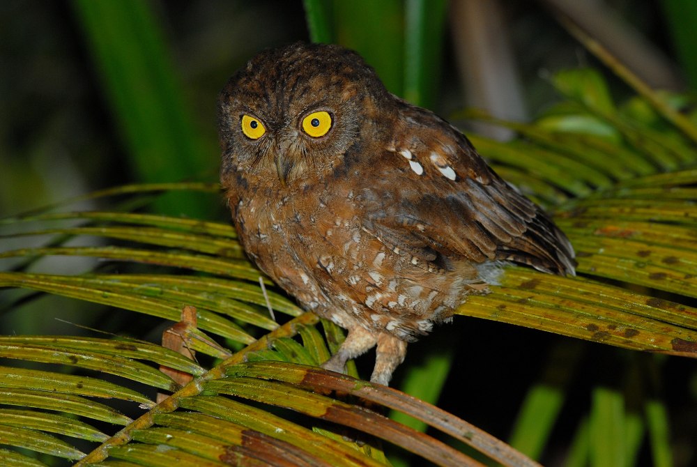 Otus pembaensis