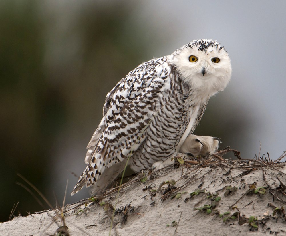 Белая Сова Полярная Сова