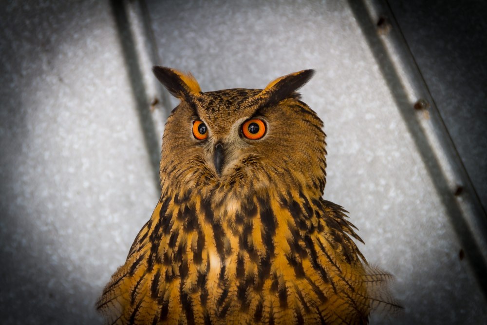 Филин азиатски1