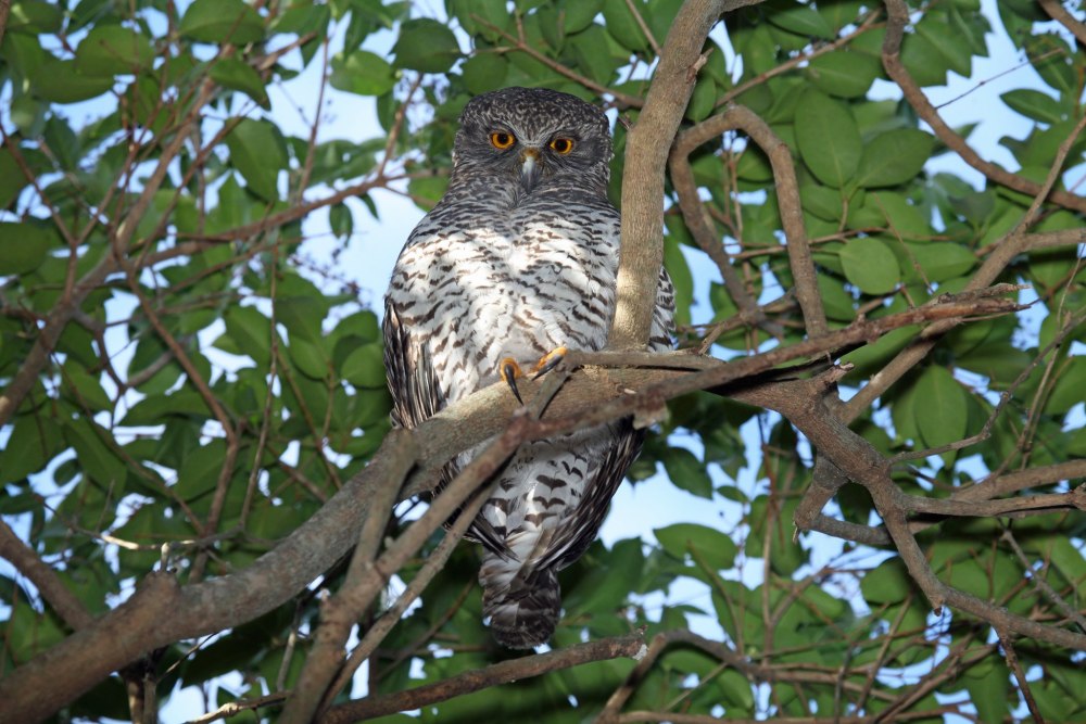 Иглоногая Сова Австралии