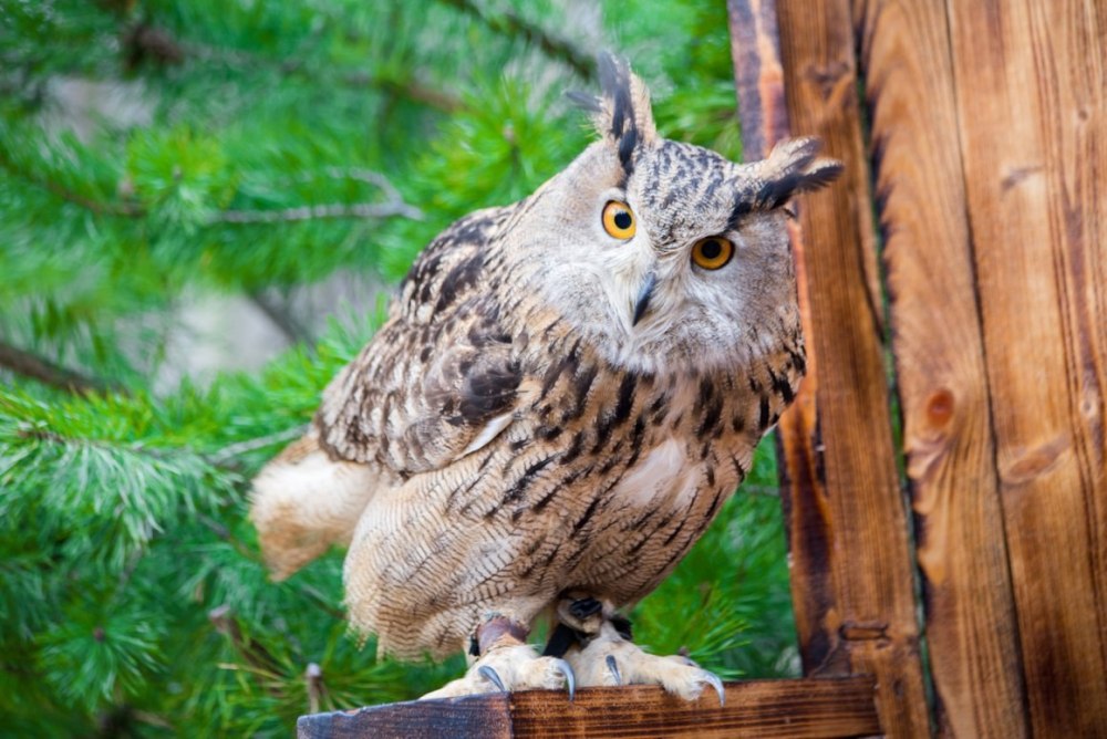 Полярная ушастая Сова