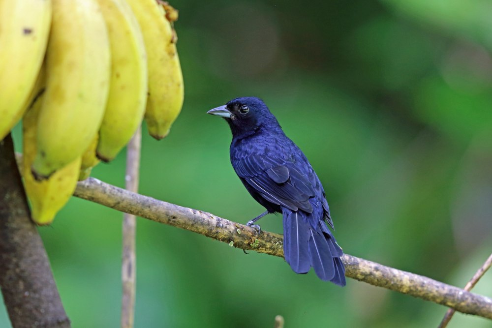 Obamus coronatus