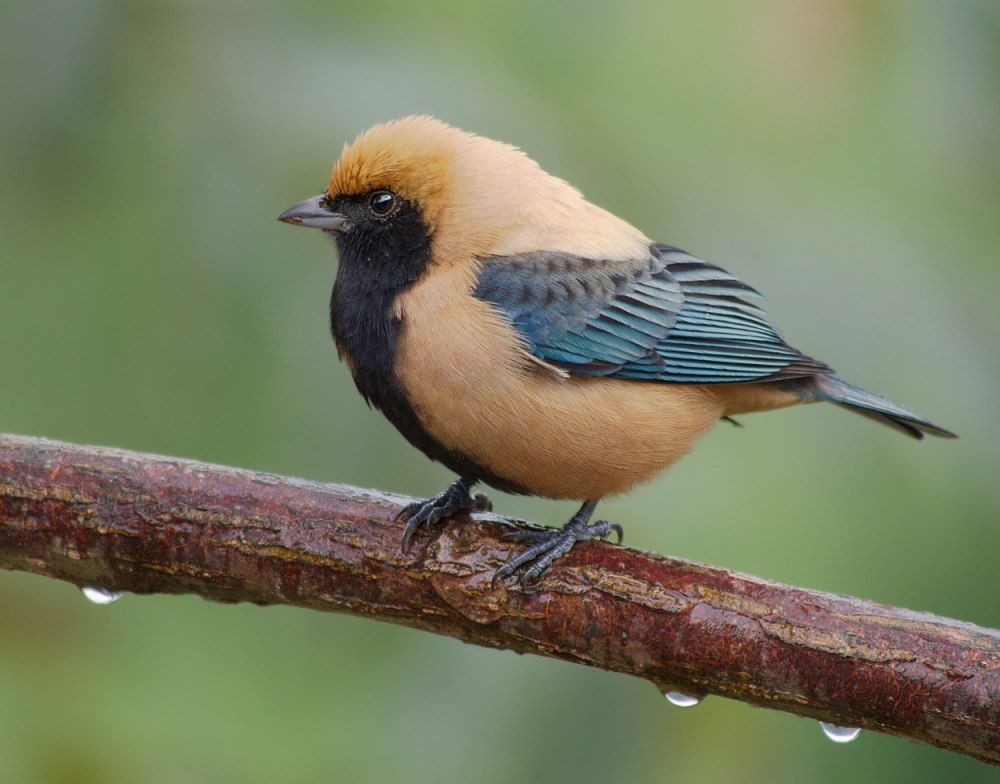 Burnished-buff Tanager