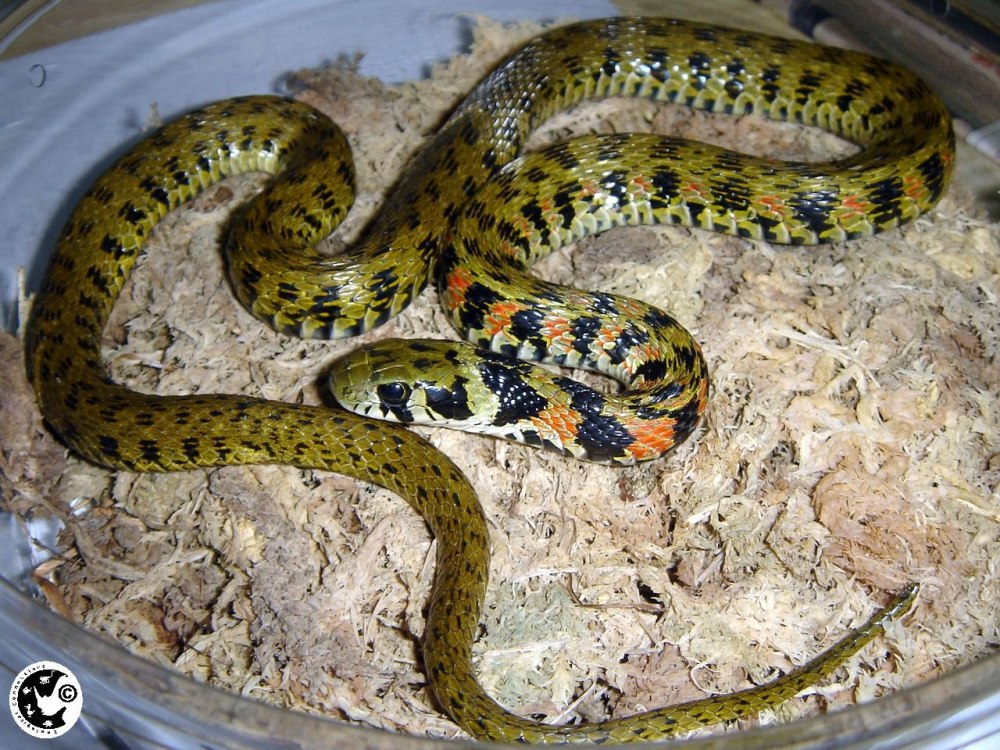 Тигровый уж Rhabdophis tigrinus