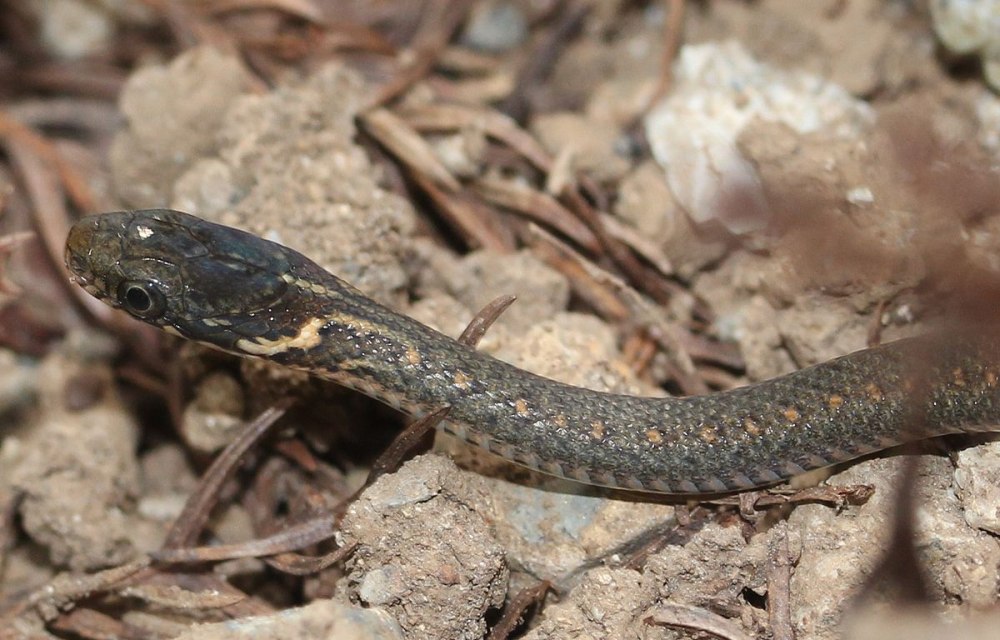 Amphiesma vibakari