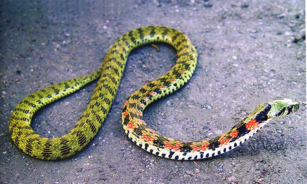 Тигровая змея (Notechis scutatus)
