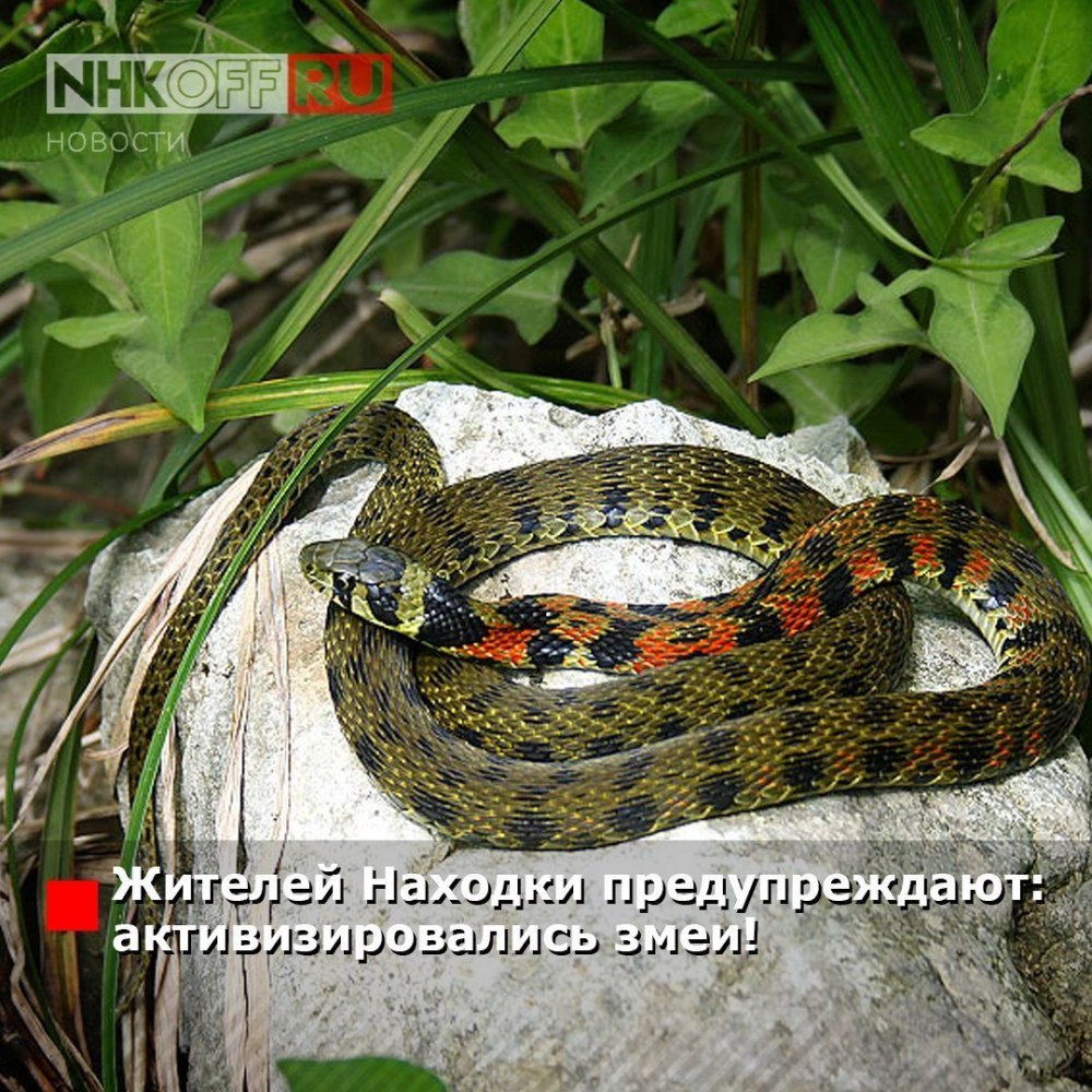Амурский щитомордник змея